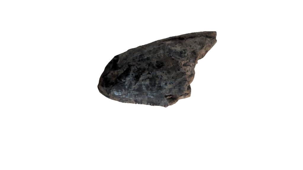 Tyrannosaurus Rex tooth tip fossil from the Hell Creek Formation, showcasing detailed texture and unique shape.