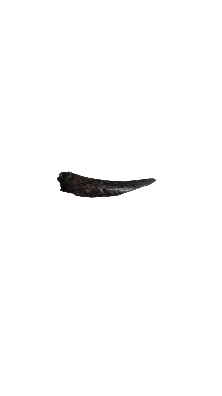 Pterosaur Tooth - Morocco