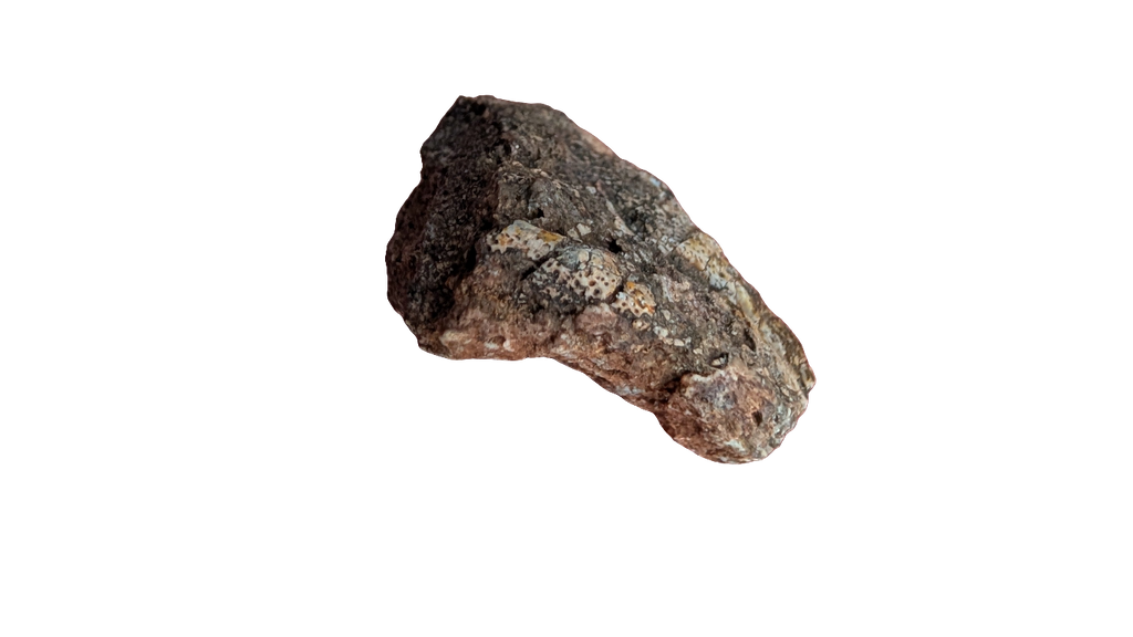Tenontosaurus Ungual Claw