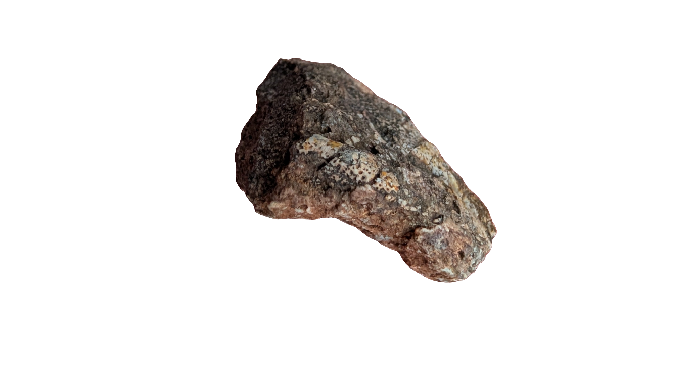 Tenontosaurus Ungual Claw