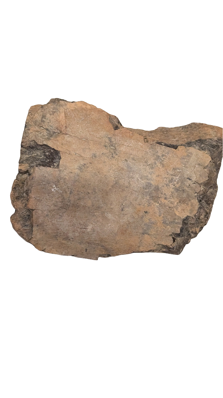 Triceratops Frill 3 in+