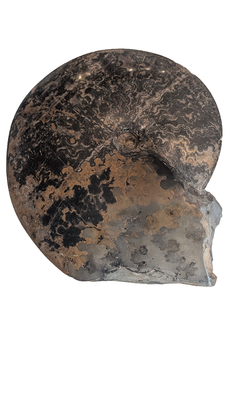 Coilopoceras Ammonite