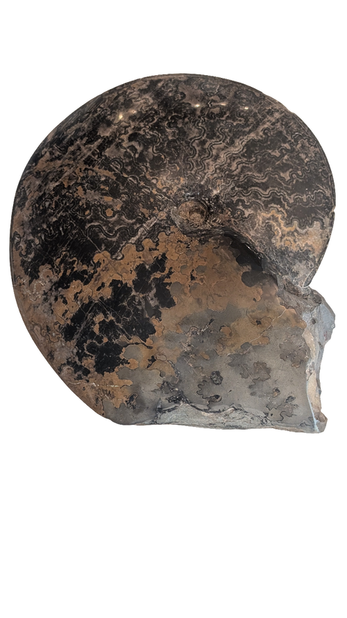 Coilopoceras Ammonite