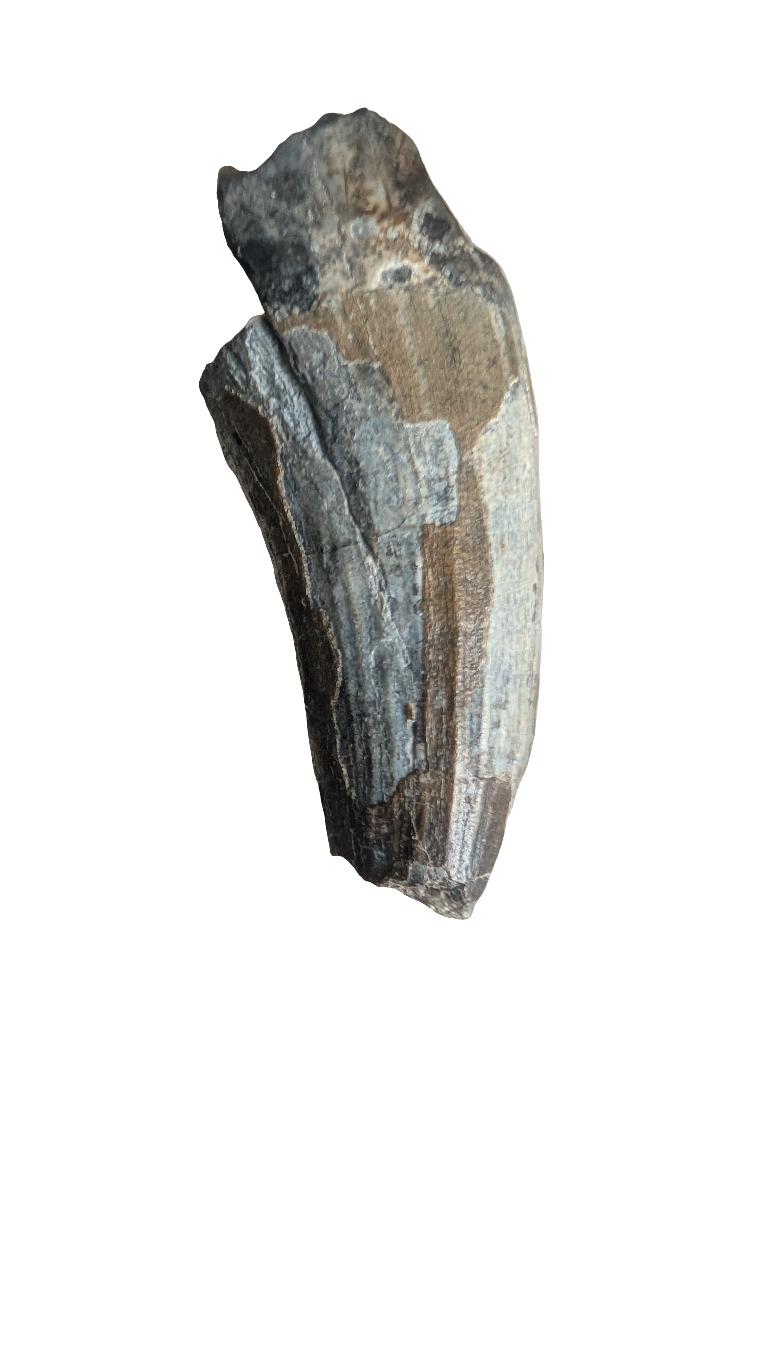 Suchomimus Tooth - 1.5 in