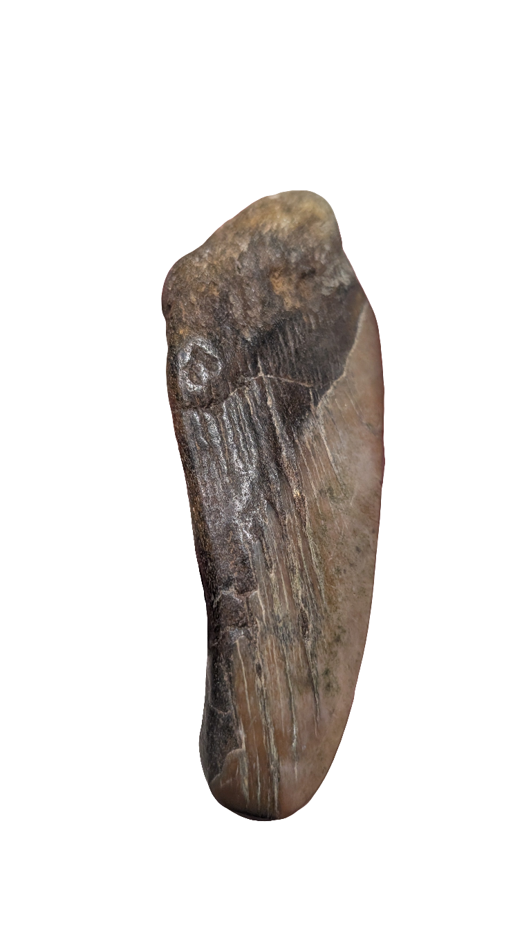 Megalodon Tooth - Partial 4.5 inches