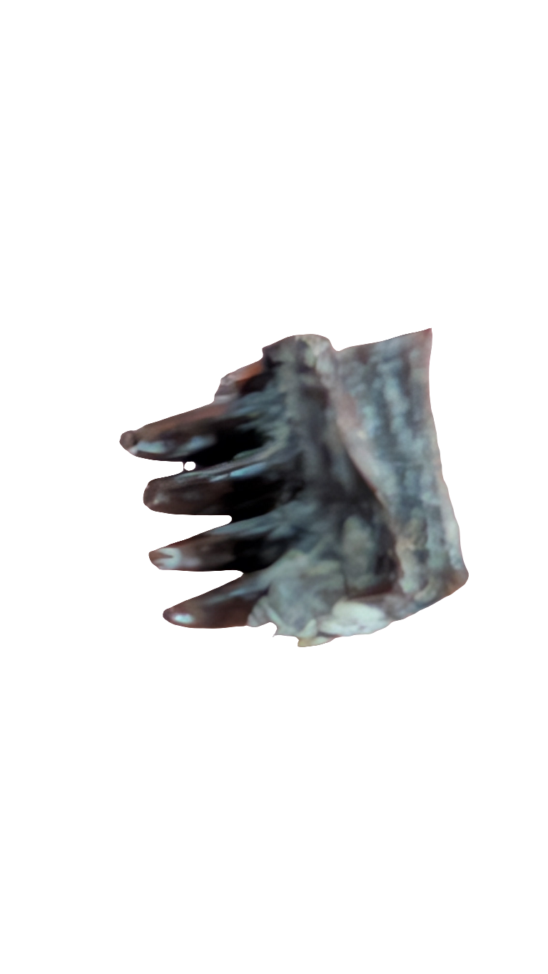Diplocaulus Jaw Section