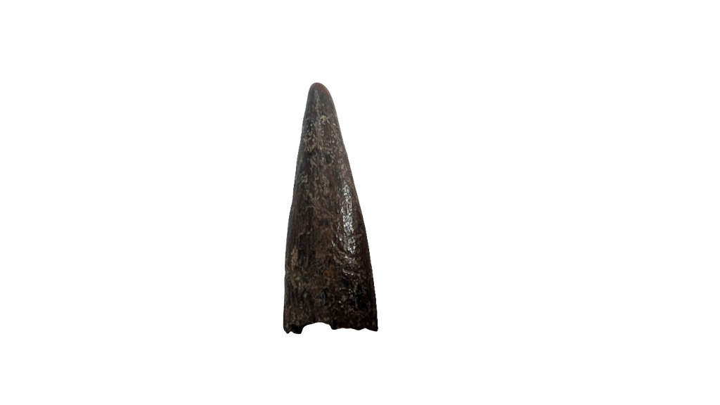 Pterosaur Tooth - Morocco