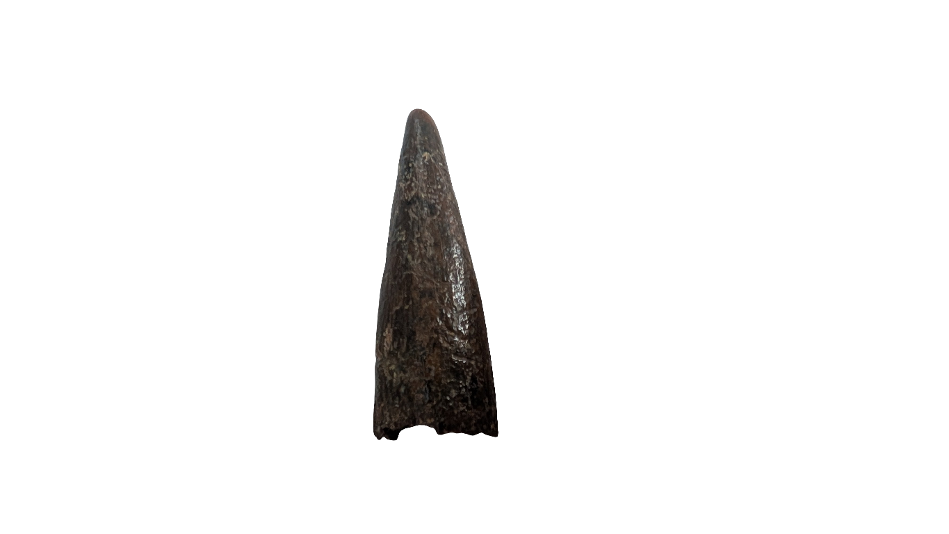 Pterosaur Tooth - Morocco