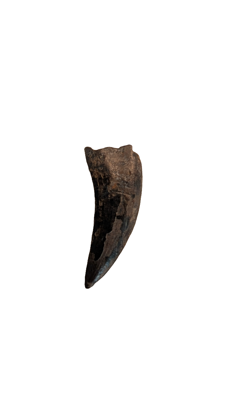 Nanotyrannus Tooth - 0.8