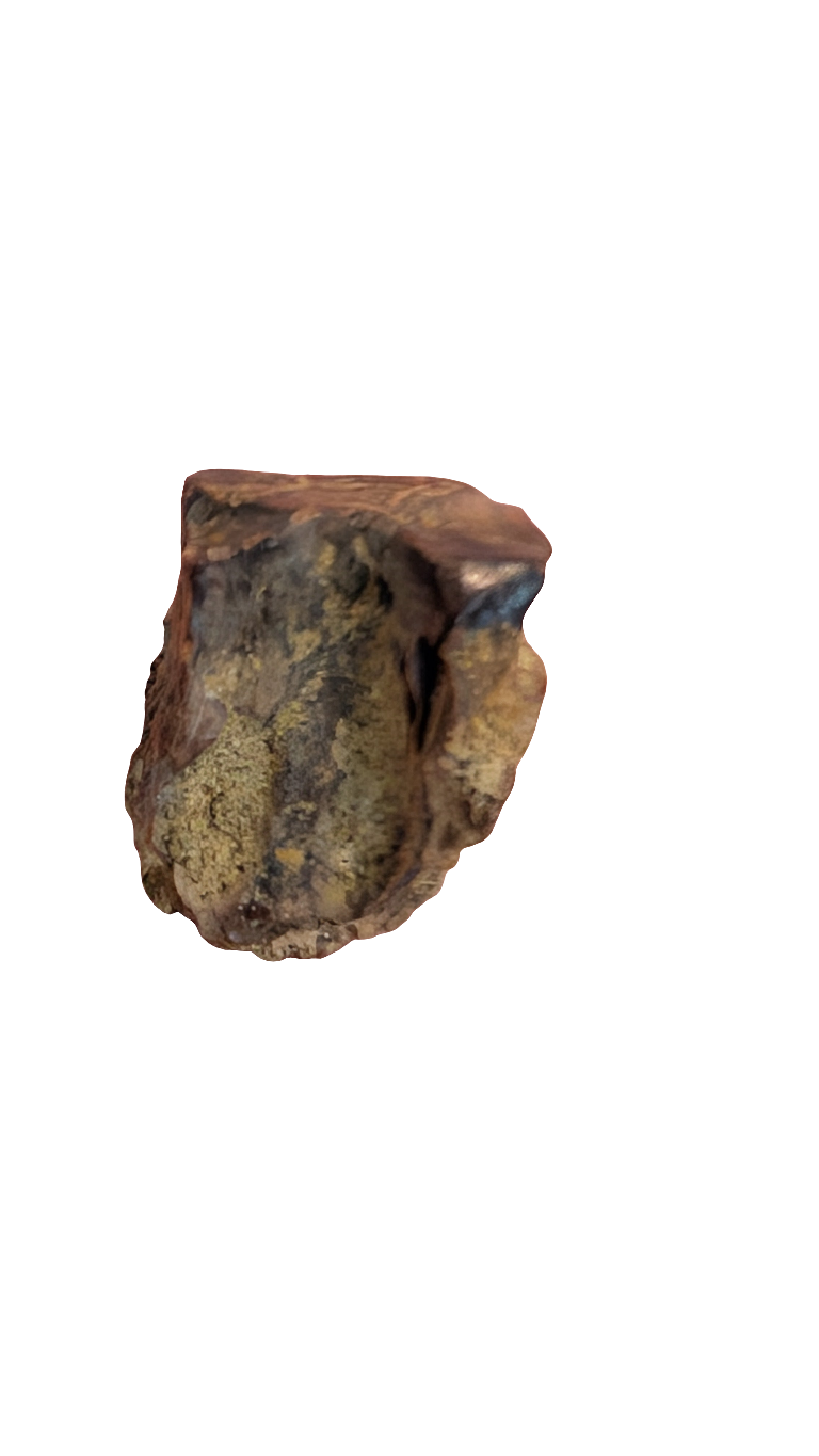 Triceratops Spit Tooth