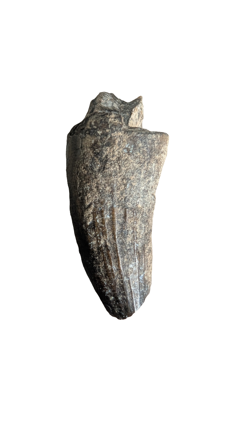 Suchomimus Tooth - 1.5 in