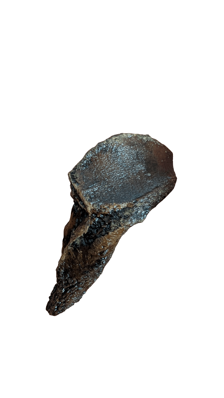 Triceratops Tooth - Rooted 1.9 Inches