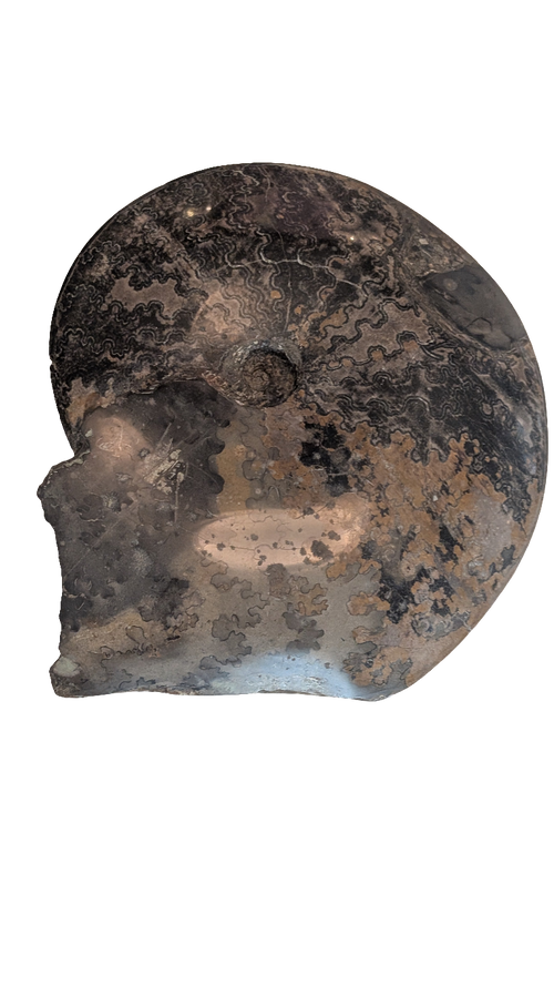Coilopoceras Ammonite