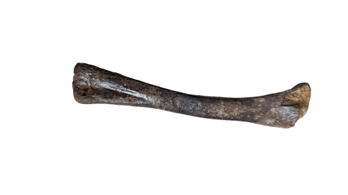 Crocodile Tibia