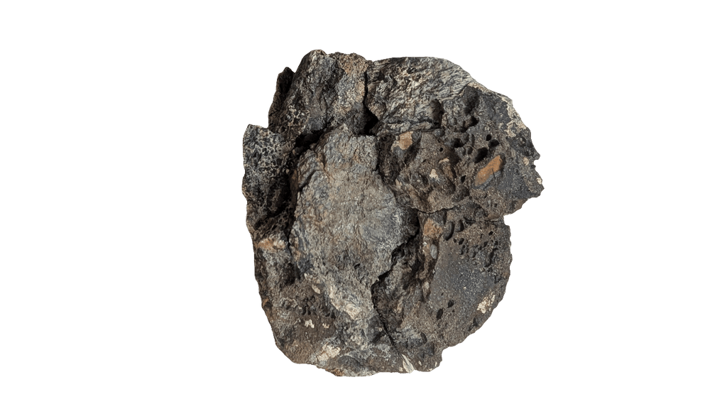 Triceratops Jaw Section