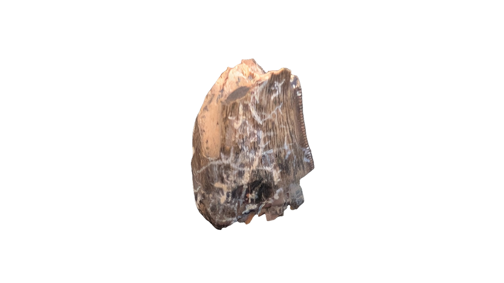 Tyrannosaur Tooth - Aguja Formation