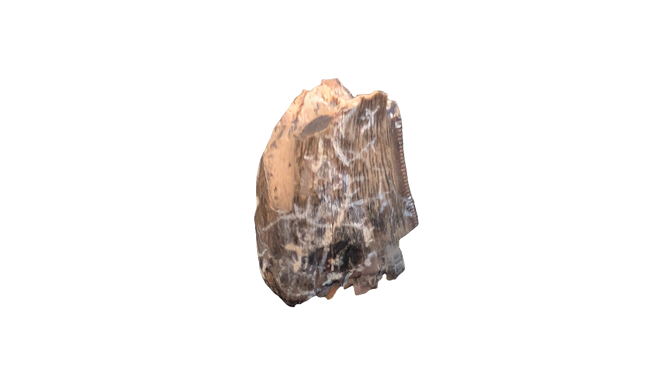 Tyrannosaur Tooth - Aguja Formation