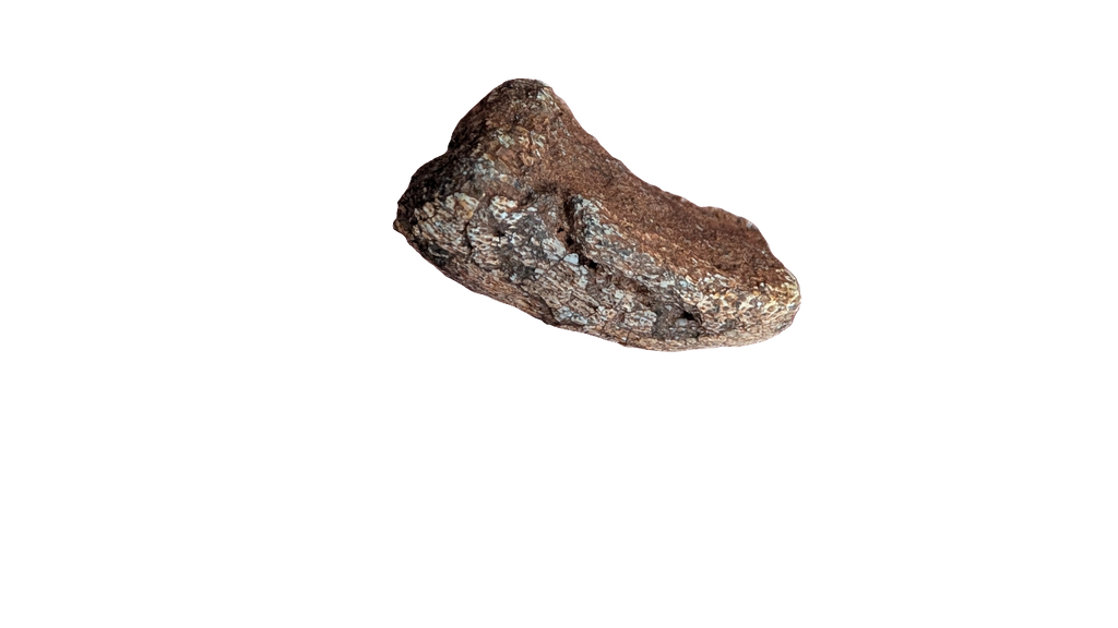 Tenontosaurus Ungual Claw