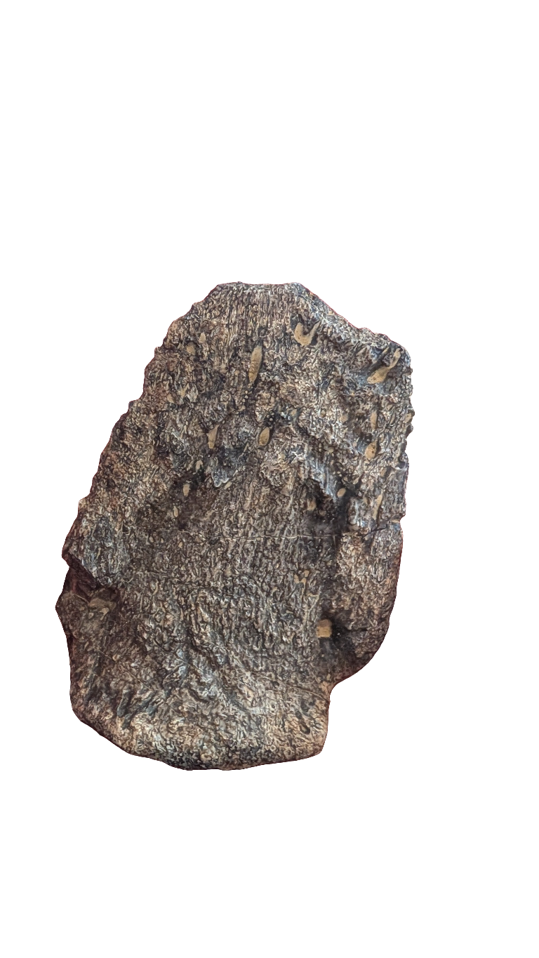 Ojoceratops Hand Ungual Dinosaur Claw