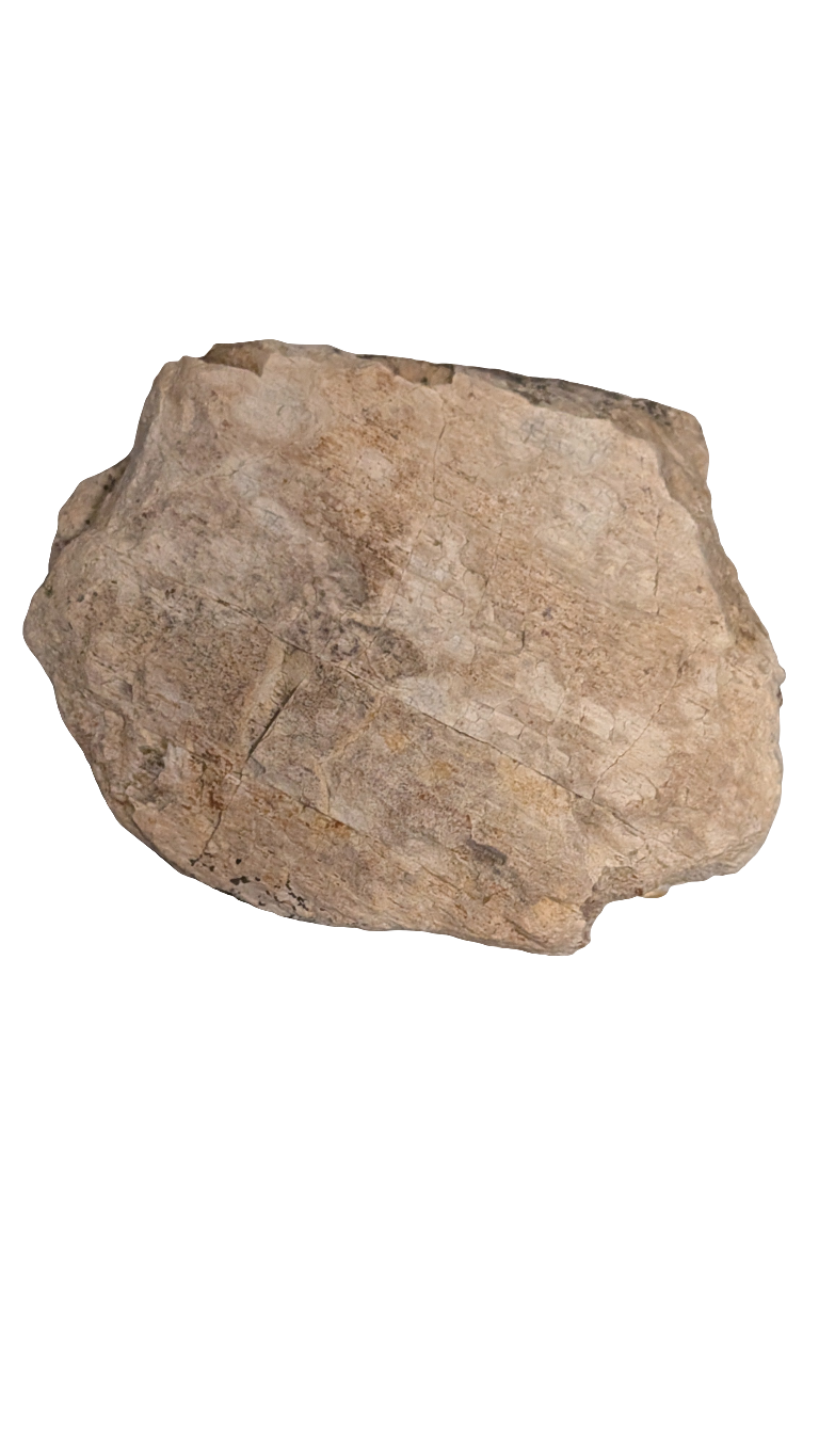 Triceratops frill section self found in Hell Creek Formation, detailed fossil rock piece.