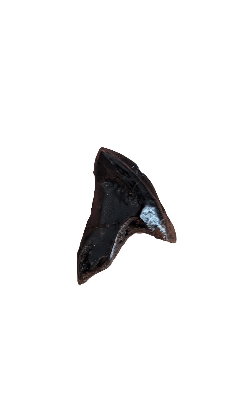 Triceratops Tooth - Fully Rooted