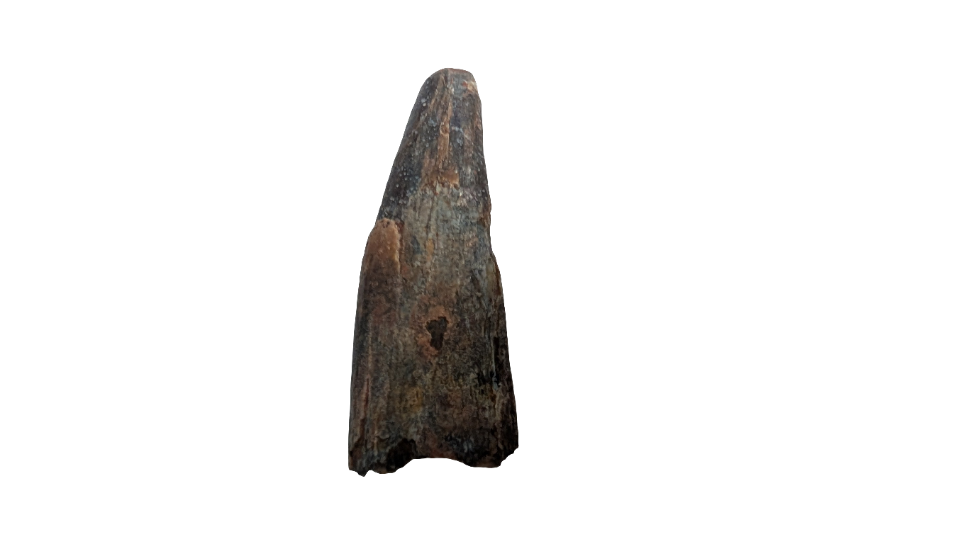 Pterosaur Tooth - Morocco