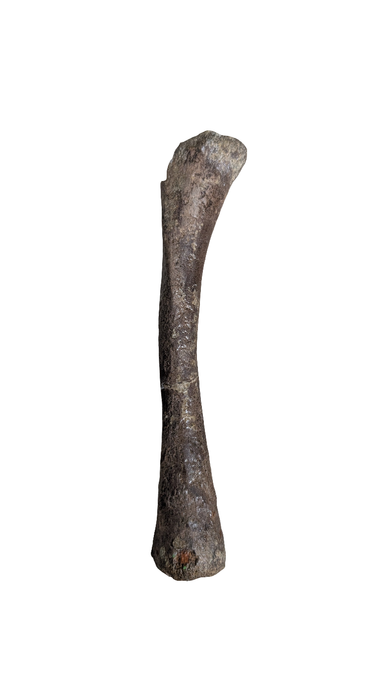 Crocodile Tibia