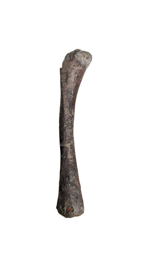 Crocodile Tibia