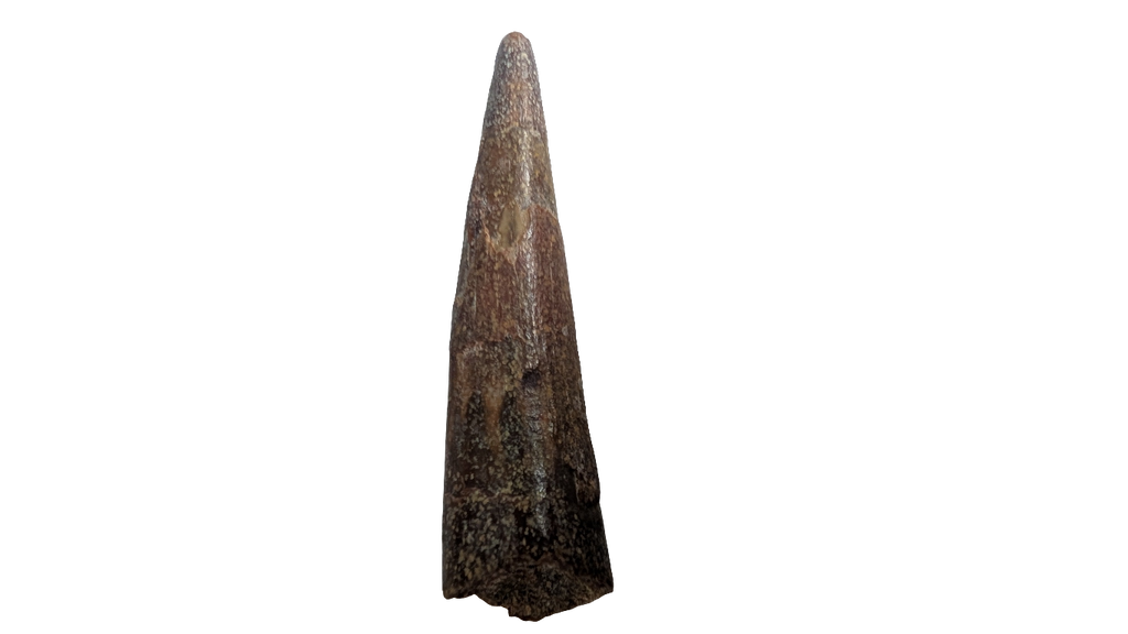Pterosaur Tooth - Morocco
