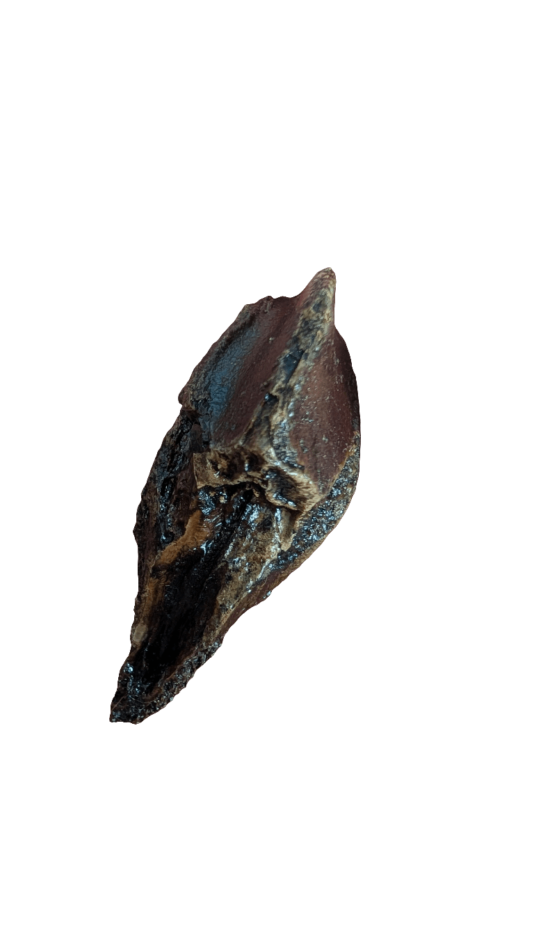 Triceratops Tooth - Rooted 1.9 Inches