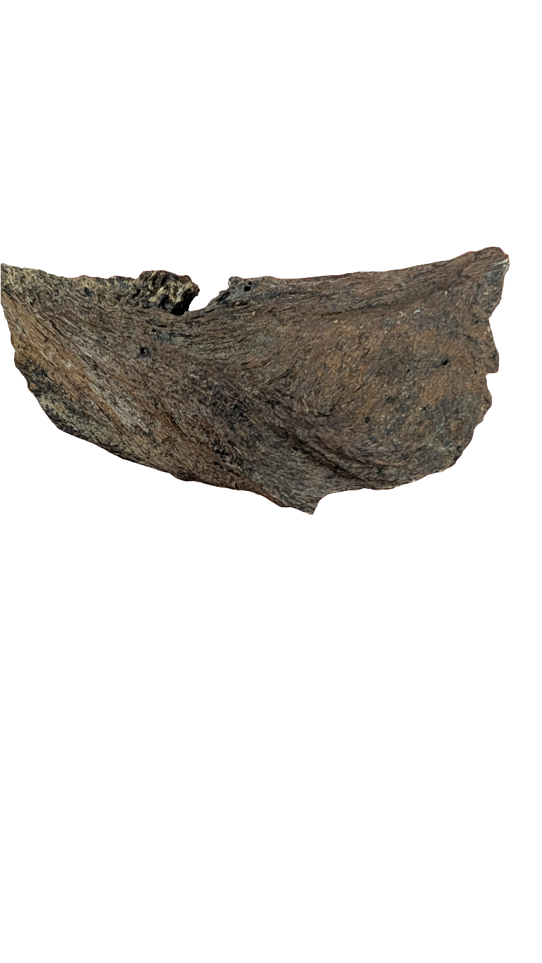 Triceratops Jaw Section