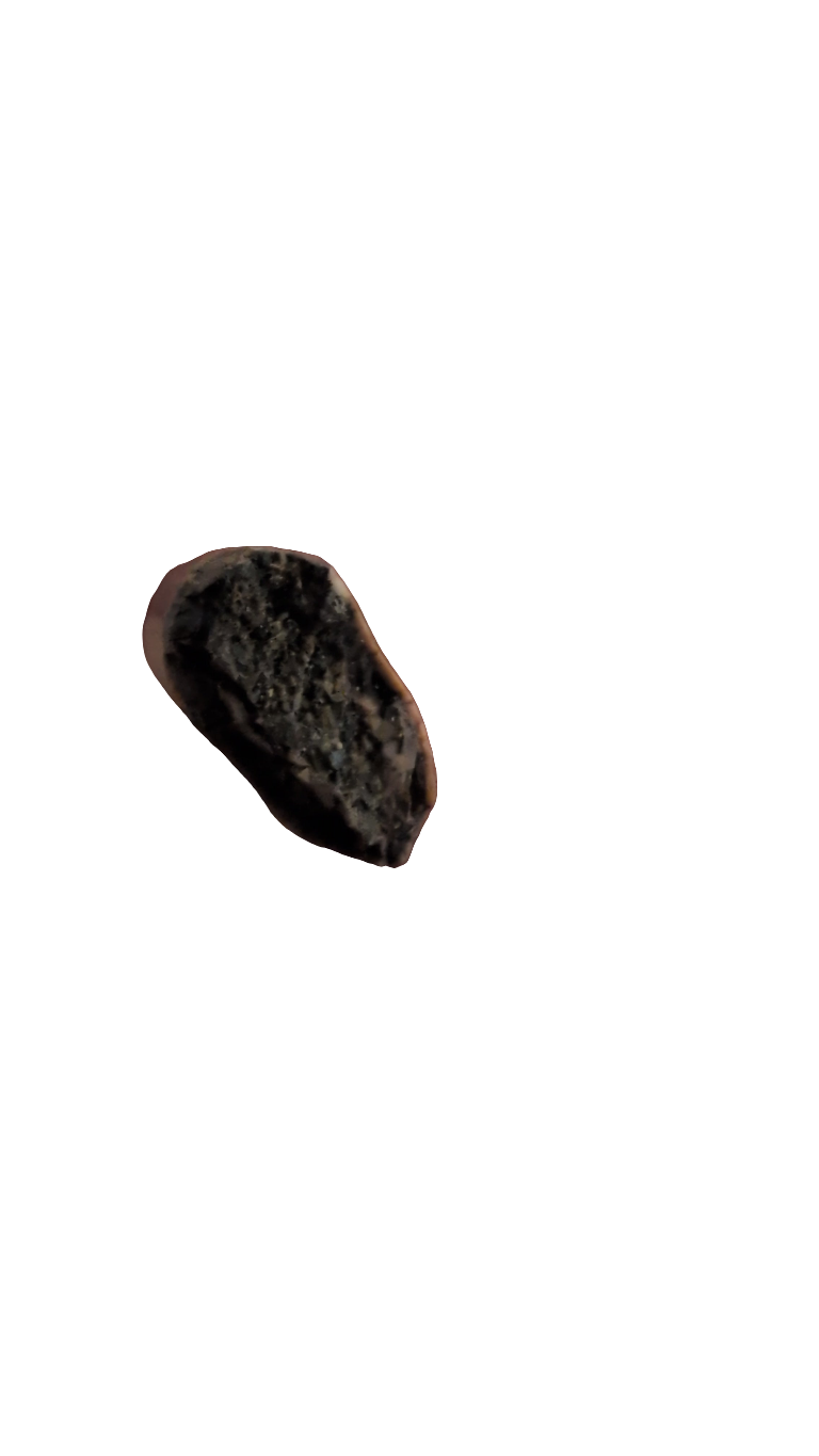Nanotyrannus Tooth - 0.7