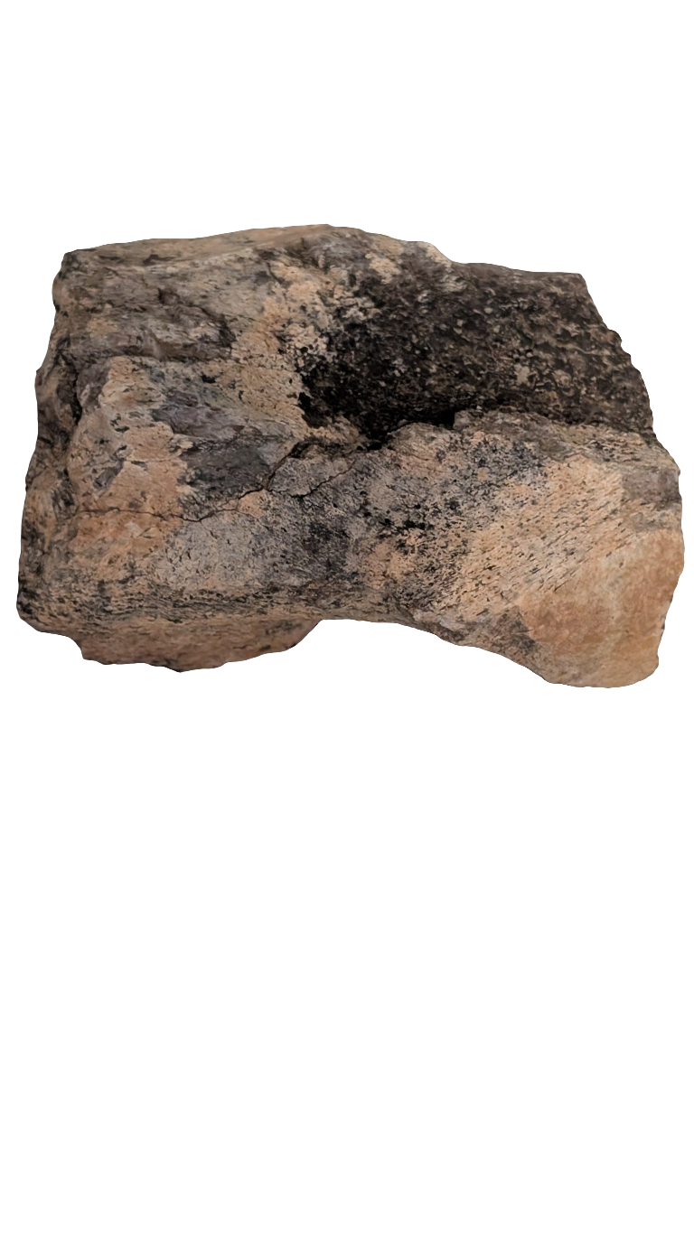 Triceratops Frill 3 in+