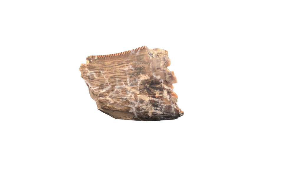 Tyrannosaur Tooth - Aguja Formation