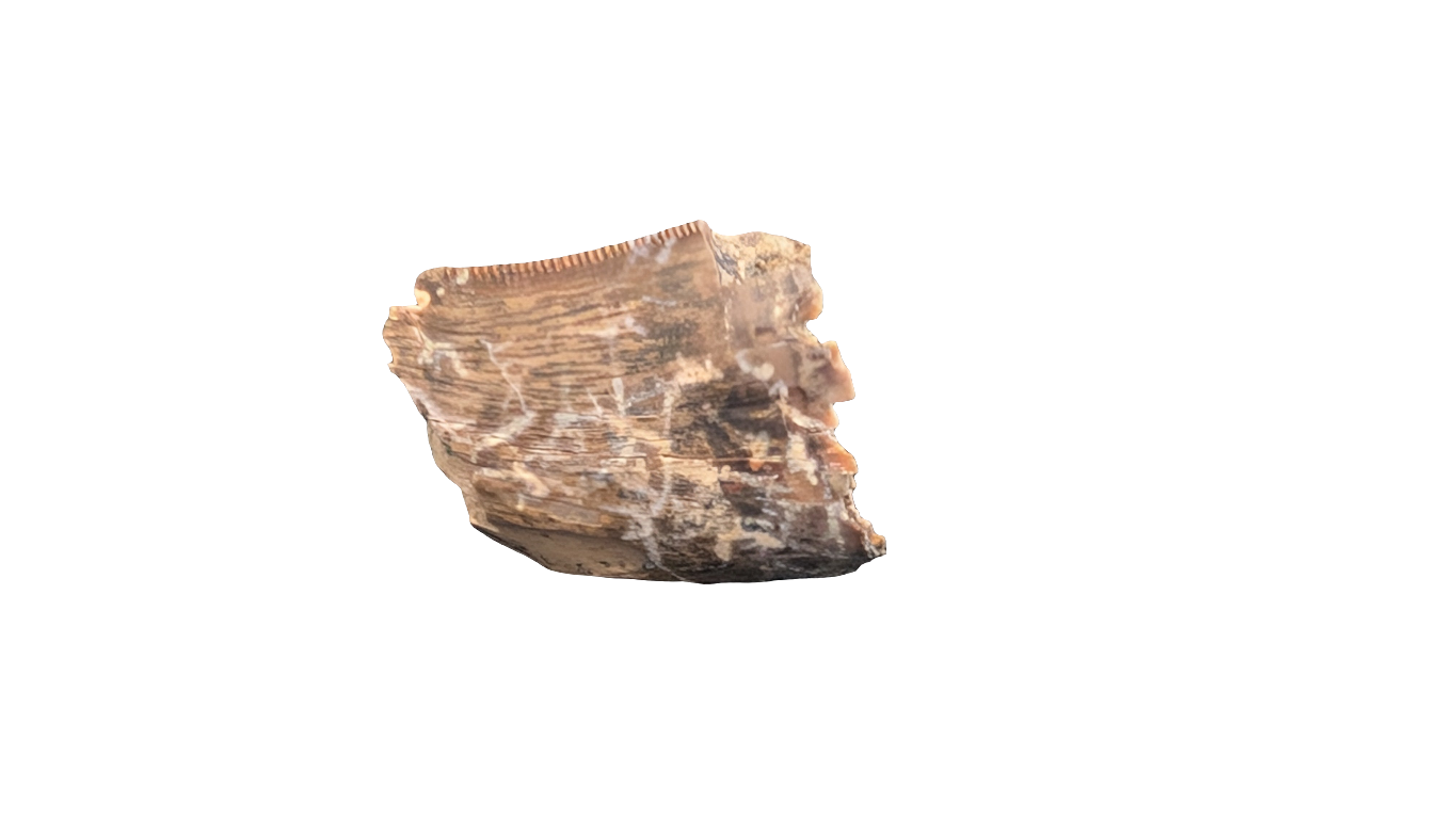 Tyrannosaur Tooth - Aguja Formation