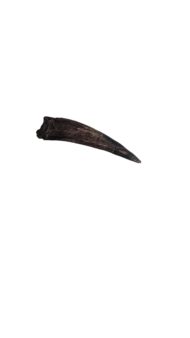 Pterosaur Tooth - Morocco