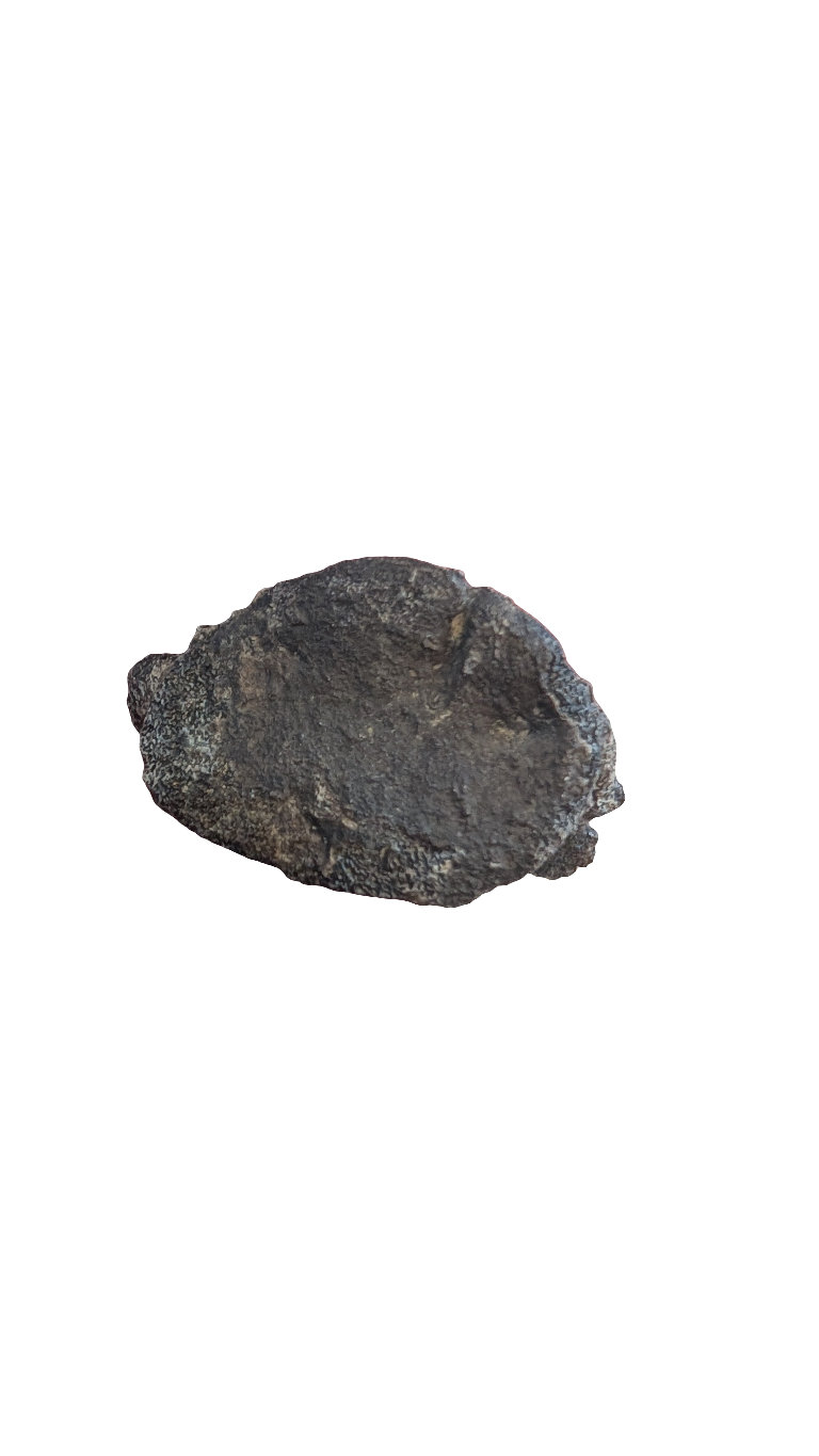 Ojoceratops Hand Ungual Dinosaur Claw