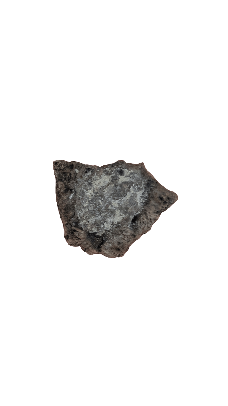 Ankylosaur Sauropelta scute fossil from the Early Cretaceous period, measures 0.75 in.