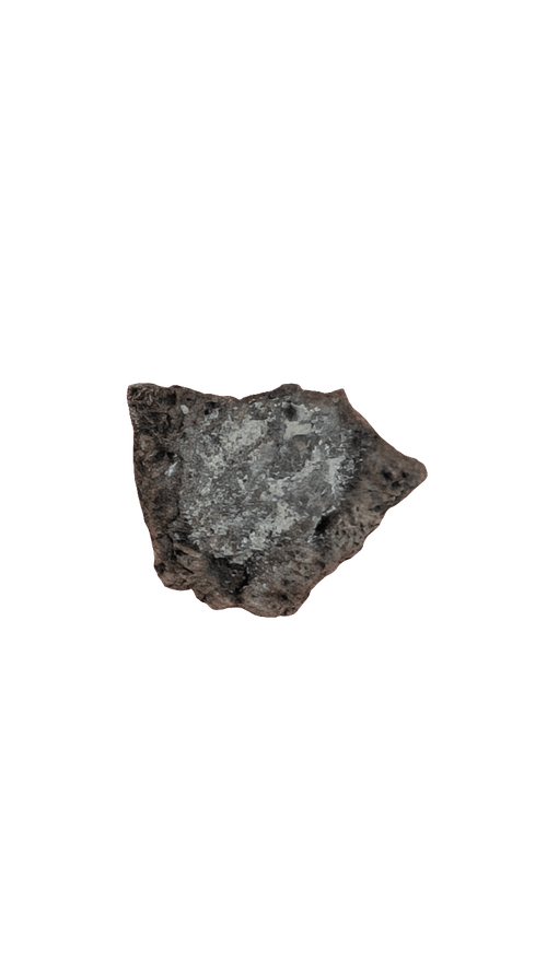 Ankylosaur Sauropelta scute fossil from the Early Cretaceous period, measures 0.75 in.