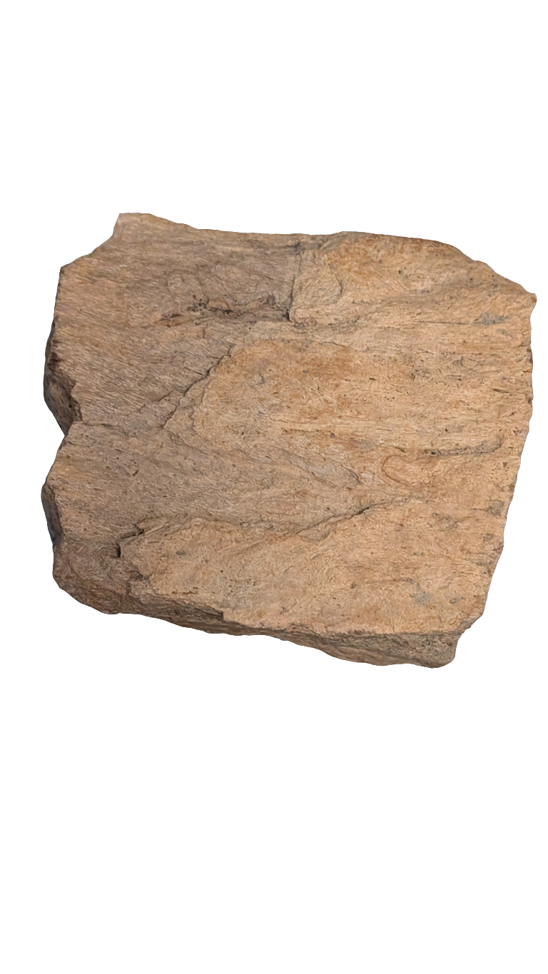 Triceratops Frill 4 in+