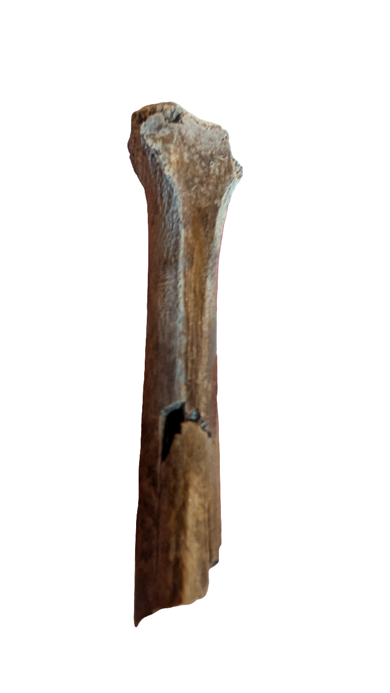 Troodon Metatarsal - Digit III