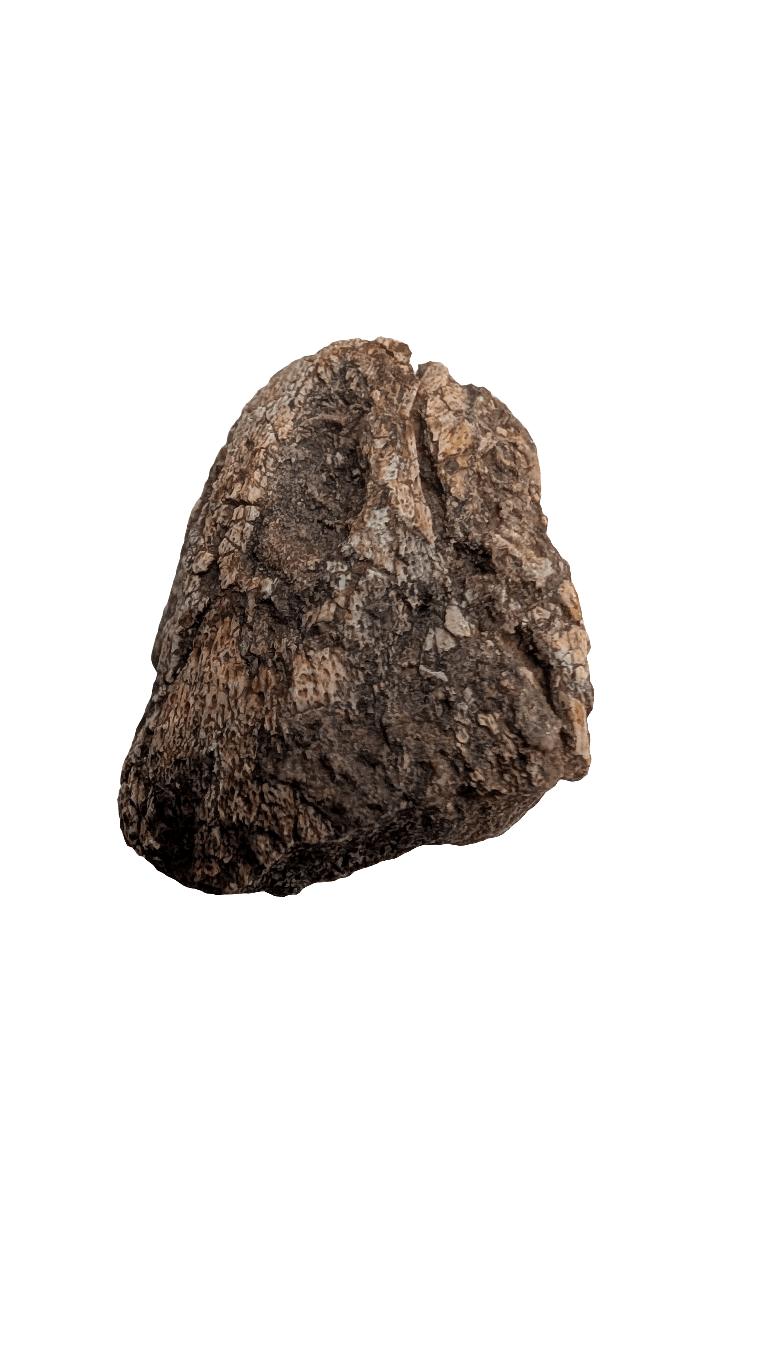 Tenontosaurus Ungual Claw