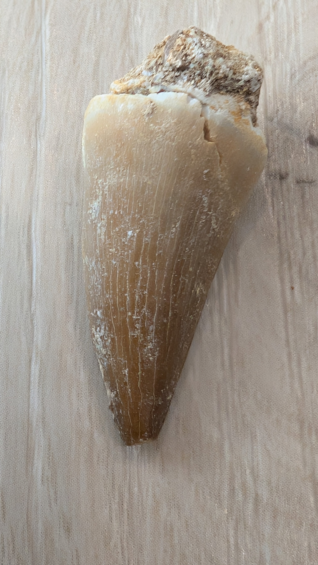 Mosasaur Teeth - Morocco