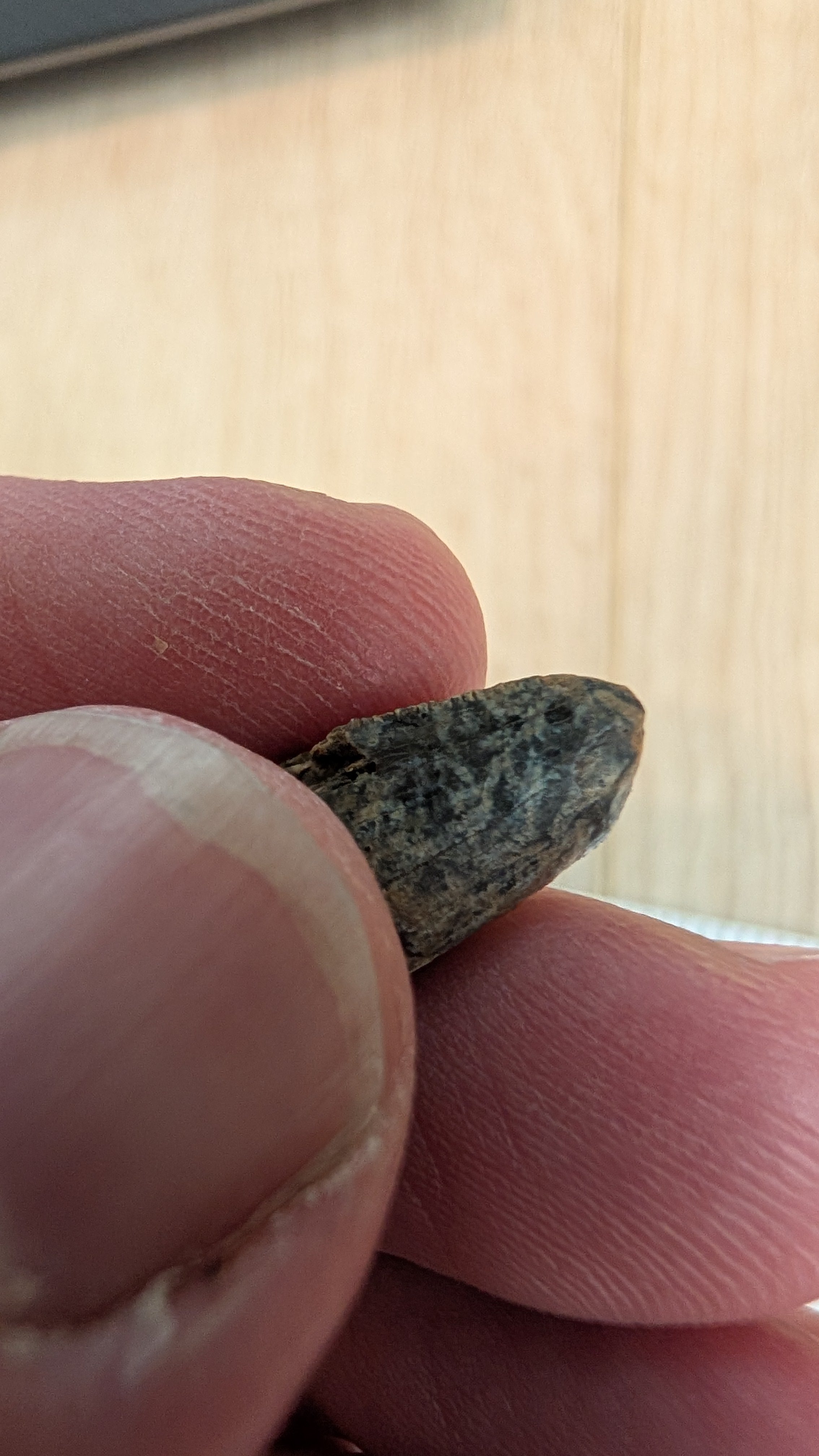 Tyrannosaurus Rex Tooth Tip