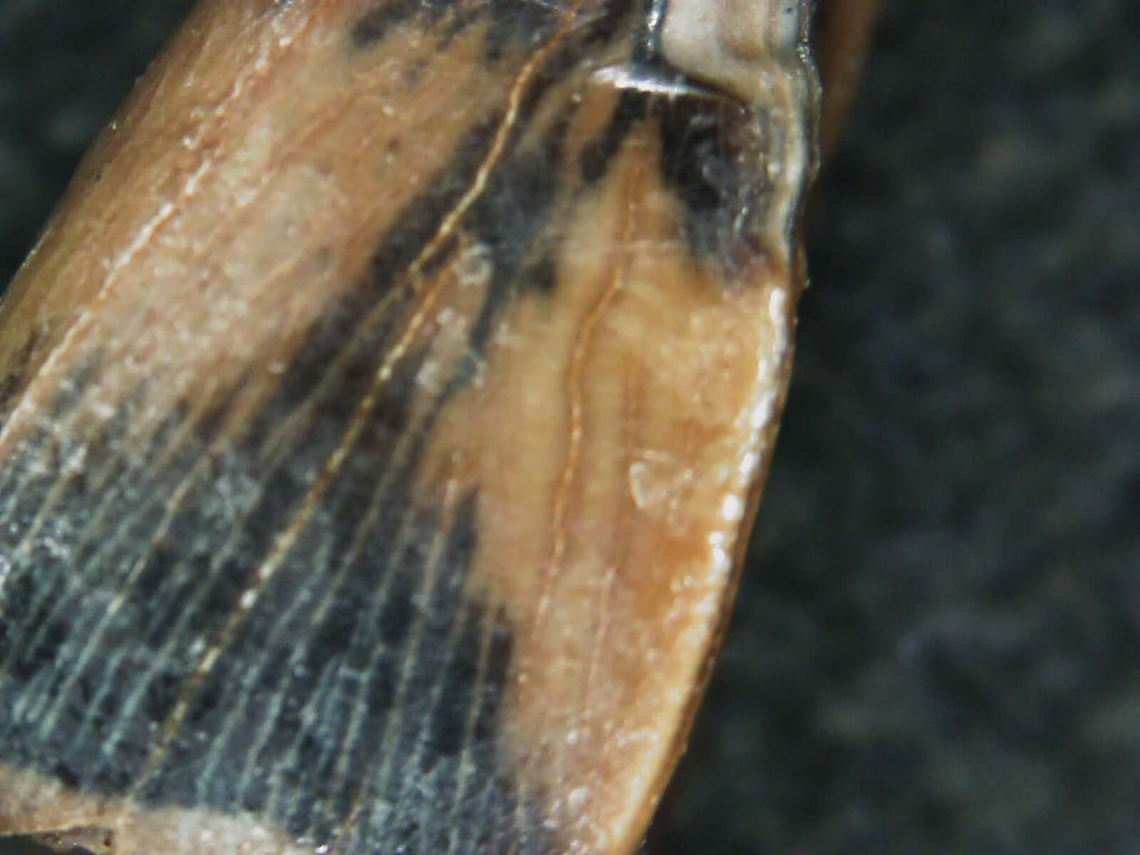 Albertosaurus Sarcophagus Hatchling Premax Tooth