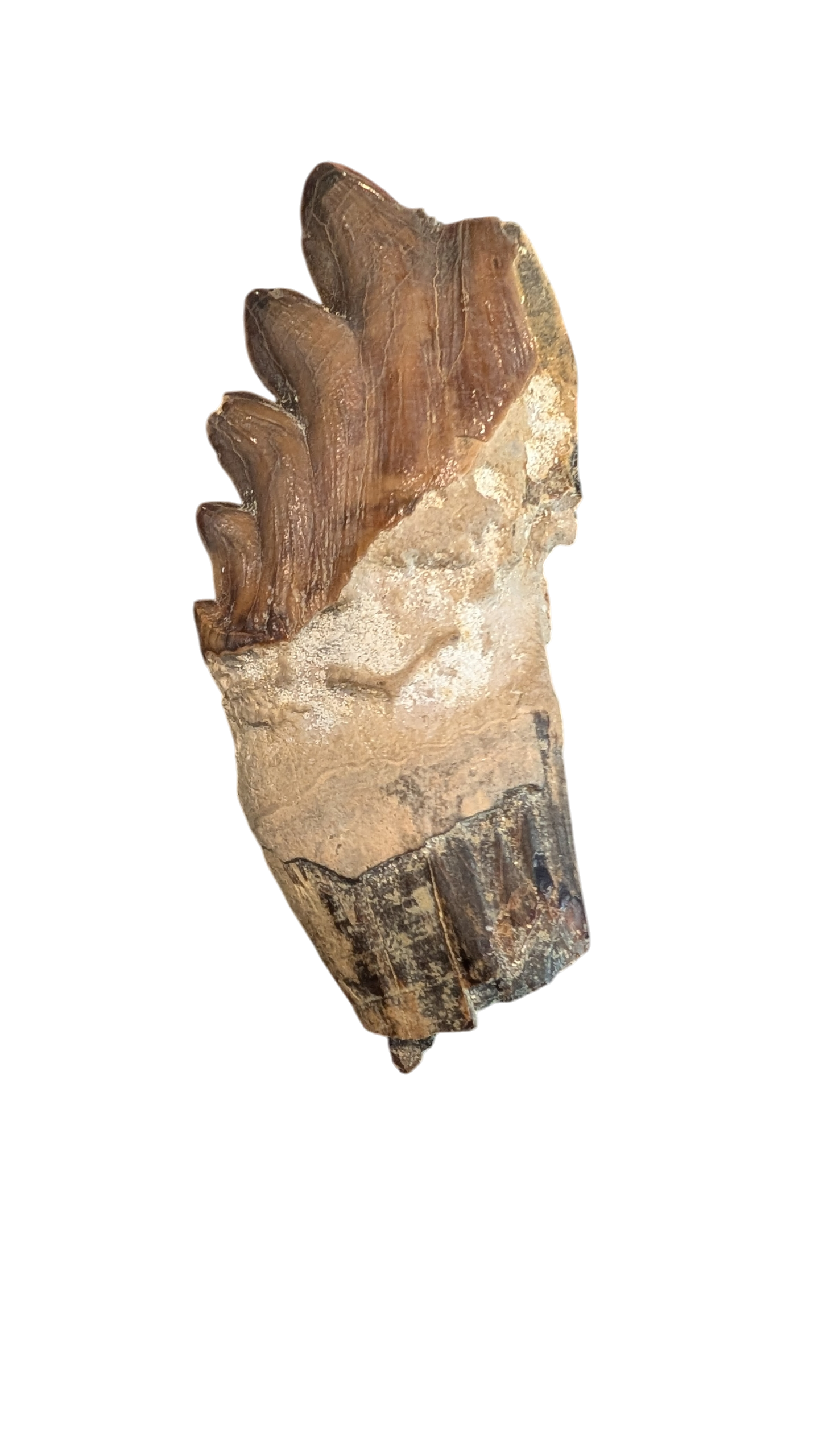 Basilosaurus Tooth