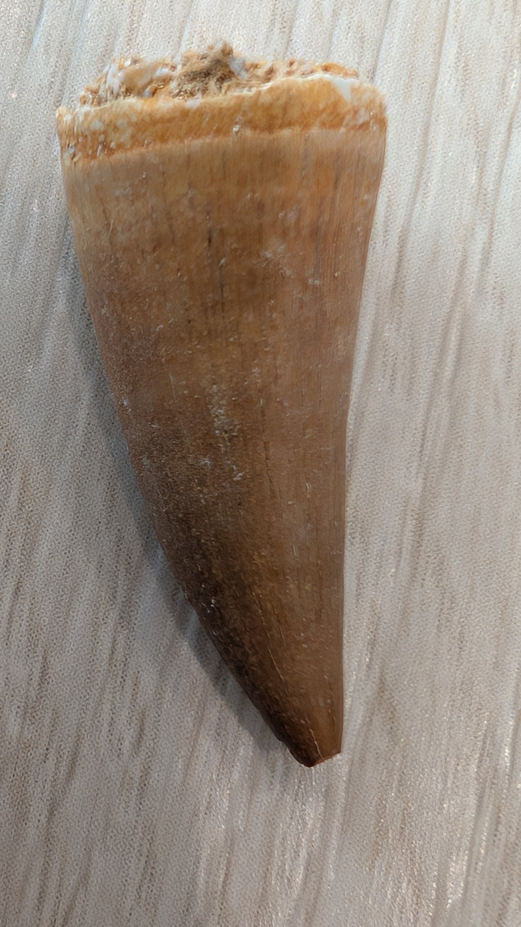 Mosasaur Teeth - Morocco