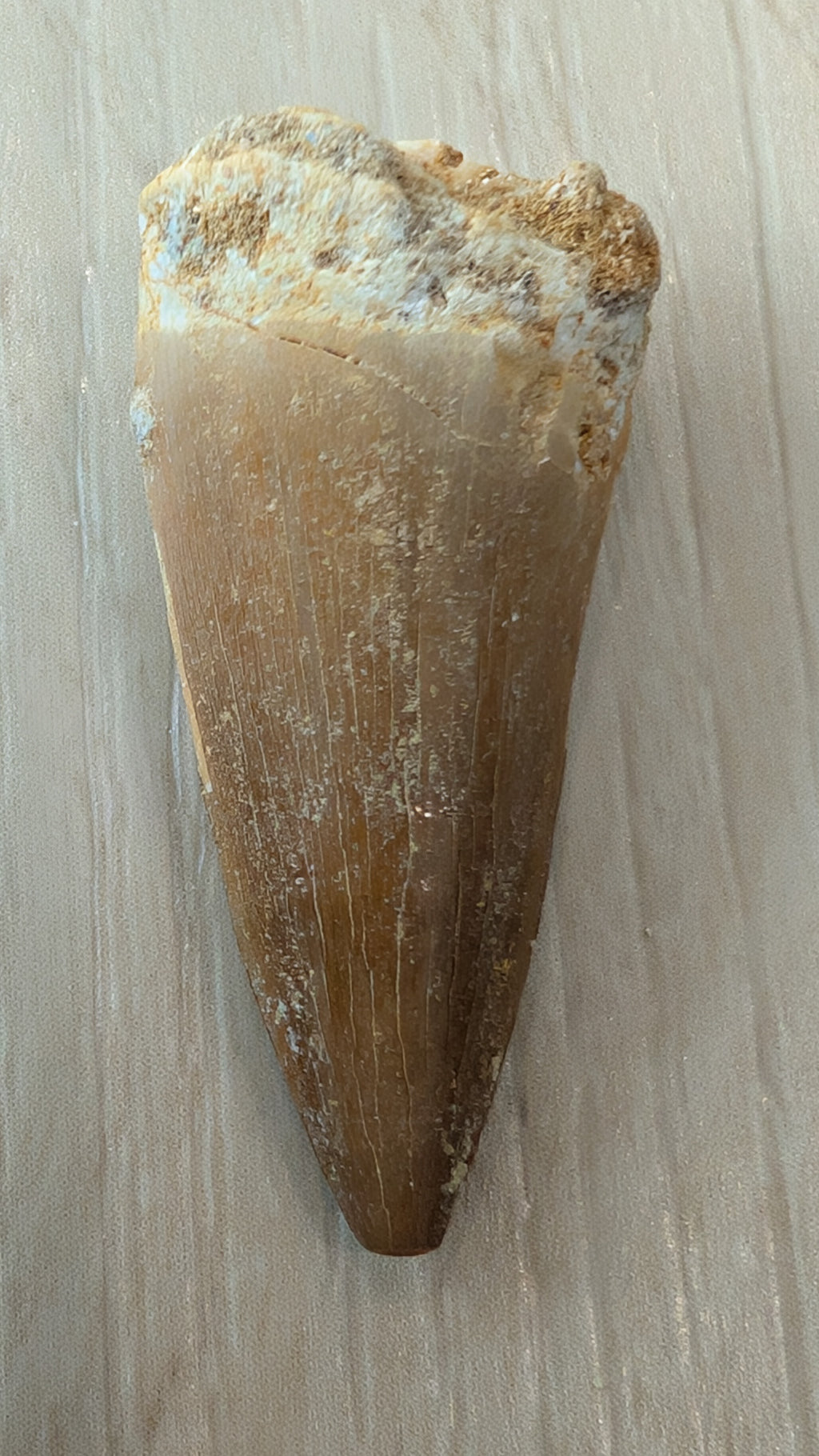 Mosasaur Teeth - Morocco