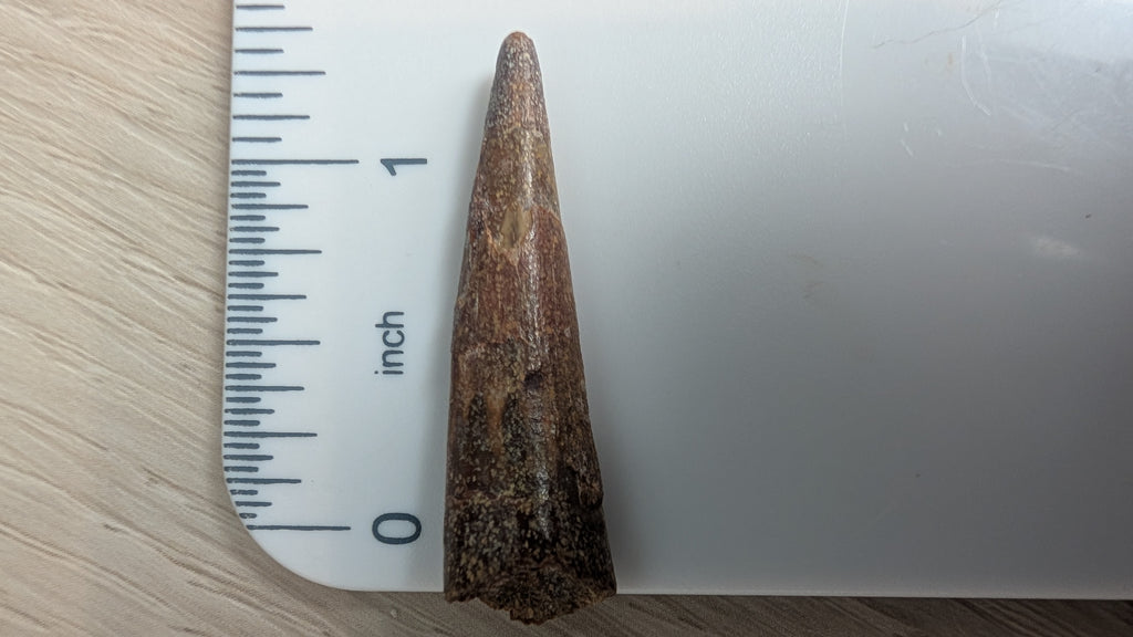 Pterosaur Tooth - Morocco