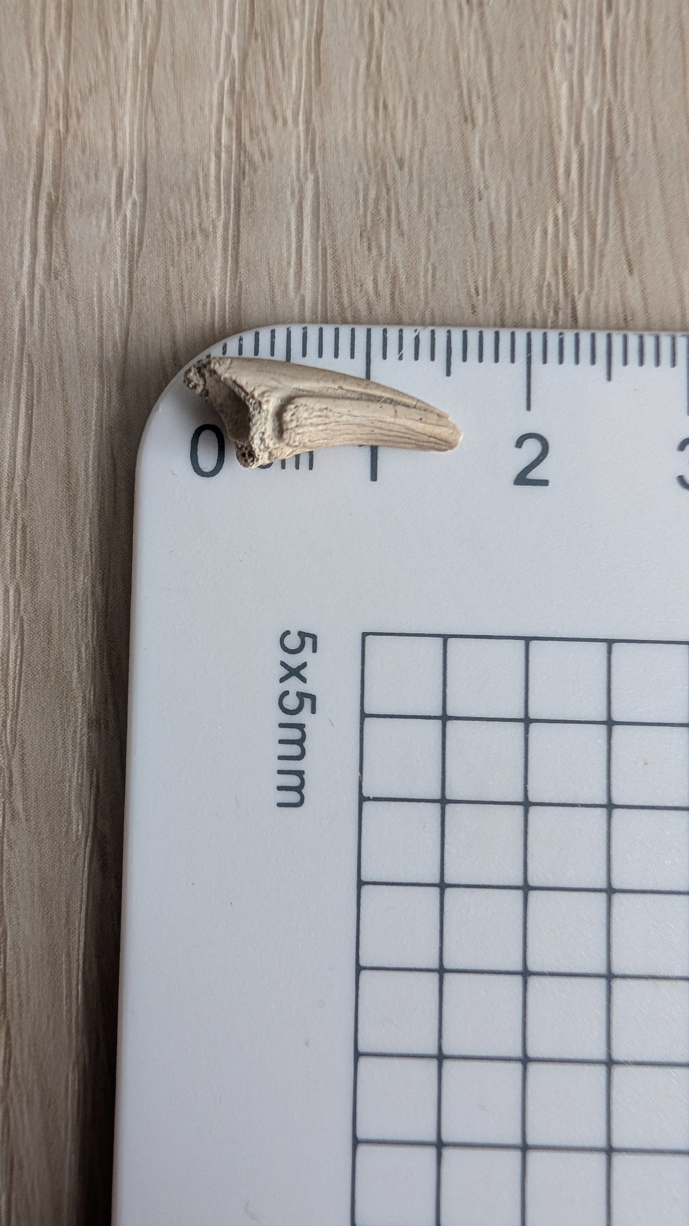 Alvarezsaur Foot Claw - Trierarchuncus Theropod Claw